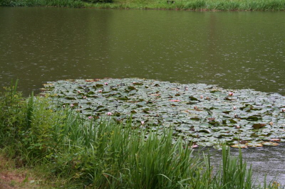 und wieder Regentropfen auf dem See